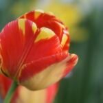 Crimson Tulip Glow — Original Image License