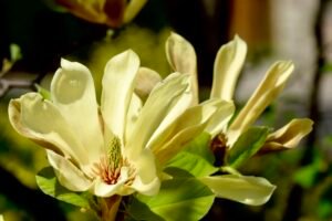 Ivory Magnolia Radiance — Original Image License