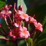 Tropical Frangipani Sunset — Original Image License