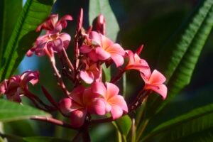 Tropical Frangipani Sunset — Original Image License