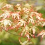 Variegated Japanese Maple Leaves — Original Image License