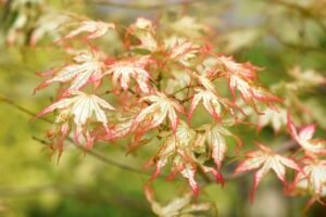 Variegated Japanese Maple Leaves — Original Image License